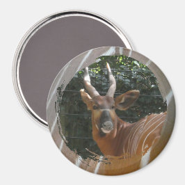 Antelope Bongo & Aimant de bordure de peau