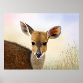 Antelope Bushbuck Young African Deer Zeichnend Poster