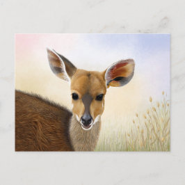 Antelope Bushbuck Young African Deer Zeichnend Postkarte