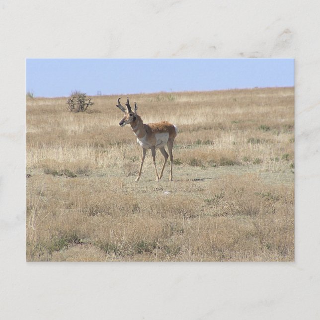 Antelope in Profile Postkarte (Vorderseite)