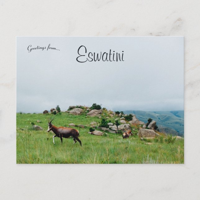Antelope in Swasiland Nationalpark Eswatini Postkarte (Vorderseite)