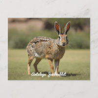 Antelope Jackrabbit stehend auf Gras