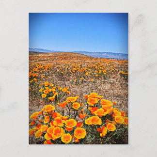 Antelope Valley California Poppy Reserve Postkarte