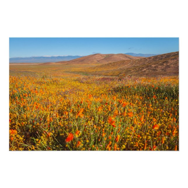 Antelope Valley Poster (Vorderseite)