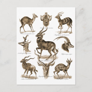 Antelopes Postkarte