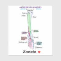 Anterior Lee Muscles DITKI Magnet