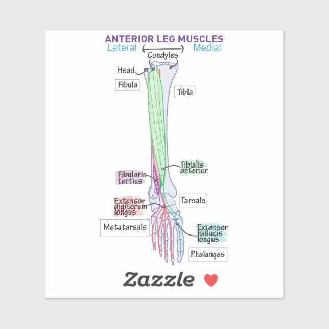 Anterior Lee Muscles DITKI Magnet Aufkleber (Blatt)
