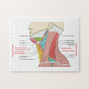 Anteriore Anatomische Muskeln im hinteren Dreieck