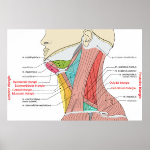Anteriore Anatomische Muskeln im hinteren Dreieck Poster