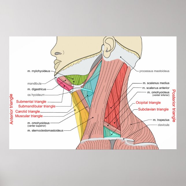 Anteriore Anatomische Muskeln im hinteren Dreieck Poster (Vorne)