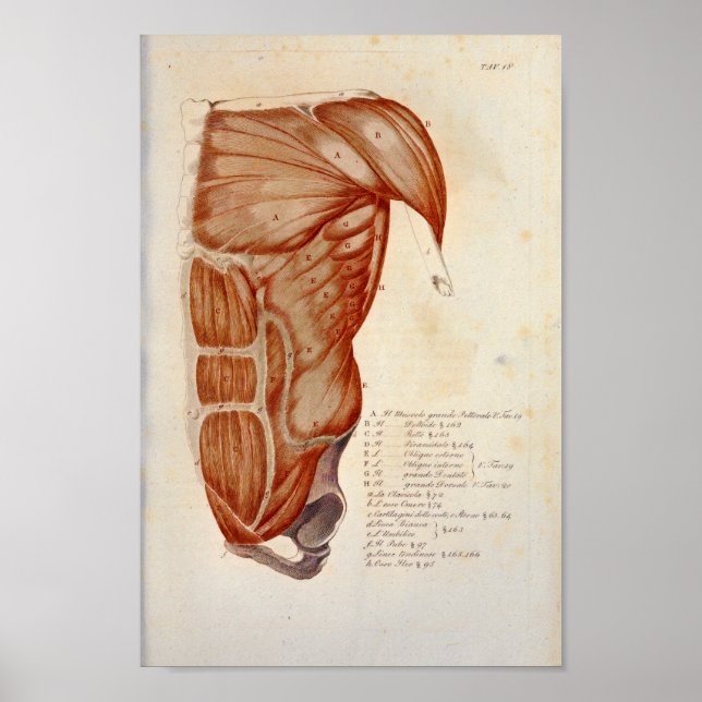 Anteriore Brustmuskulatur Anatomie Drucken Französ Poster (Vorne)