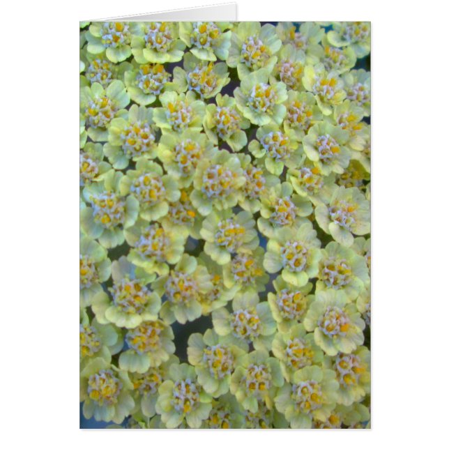 Anthea Yarrow Nah (Vorne)