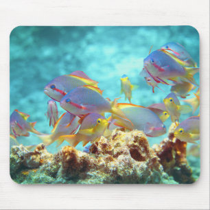Anthias - Farbenfrohe Fischschule am Korallenriff  Mousepad