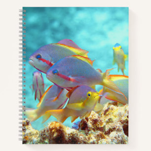 Anthias - Farbenfrohe Fischschule am Korallenriff  Notizbuch