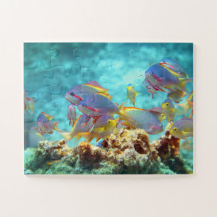 Anthias - Farbige Schule von Fischen am Korallenri