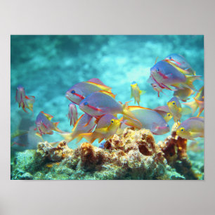 Anthias - Farbige Schule von Fischen am Korallenri Poster