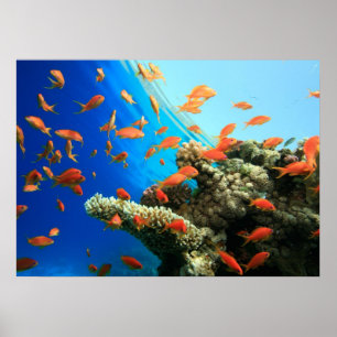 Anthias LyRetail am Korallenriff Poster