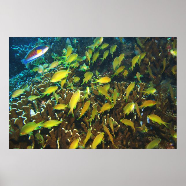 Anthias Reef Party Poster (Vorne)