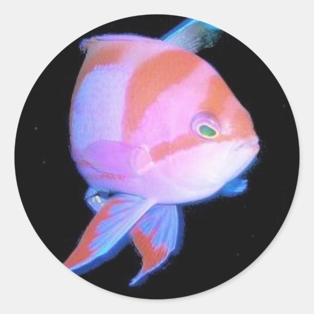 Anthias Runder Aufkleber (Vorderseite)