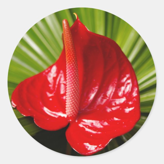 Anthirium Runder Aufkleber (Vorderseite)