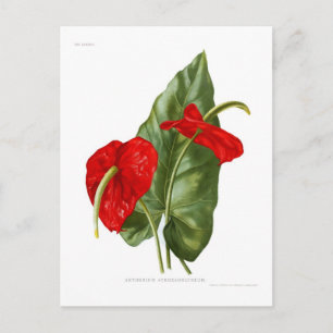 Anthurium atrosanguineum postkarte