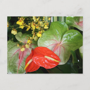 Anthurium Beauties! Postkarte