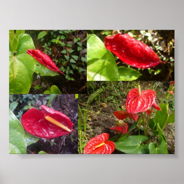 Anthurium - BIG ISLAND HAWAII Poster (Vorne)