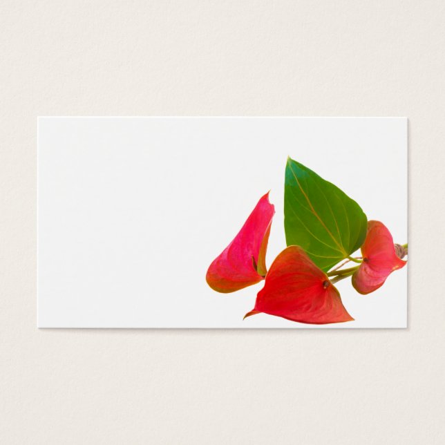 Anthurium Blume (Vorderseite)