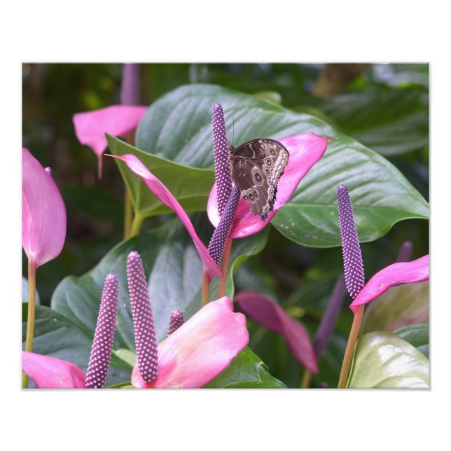 Anthurium-Blume mit Butterfly 20"x16"-Foto Fotodruck (Vorne)