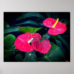 Anthurium-Pflanze Poster