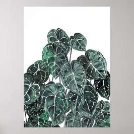 Anthurium-Pflanze Poster