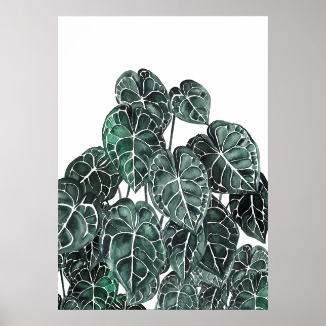 Anthurium-Pflanze Poster (Vorne)