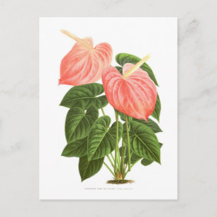 Anthurium Postkarte