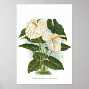 Anthurium und Reanum Poster