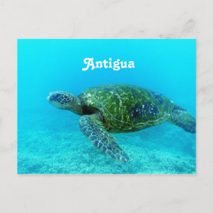 Antigua Hawk Billed Turtle Postkarte