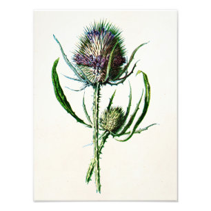 Antik 1902 Alte Schottische Distel Wilde Blume Fotodruck