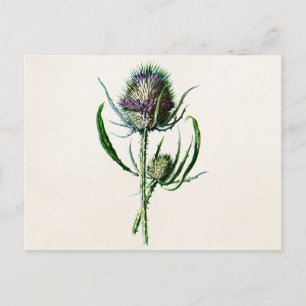 Antik 1902 Alte Schottische Distel Wilde Blume Postkarte