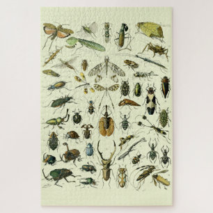 Antik Insekten