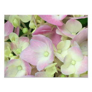 Antik Weiß und Dusty Pink Hydrangea Petals Fotodruck