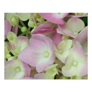 Antik Weiß und Dusty Pink Hydrangea Petals Poster
