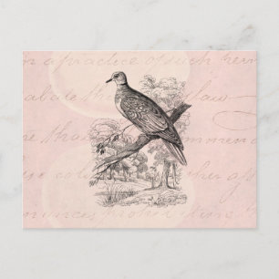 Antike 1800er Jahre Turteltaube Vogel Tauben Brief Postkarte