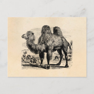 Antike 1800er Kamel - Vorlage für ägyptische Kamel Postkarte