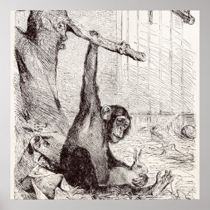 Antike 1800er Schimpanse Kaninchen Affe Hase Schim Poster