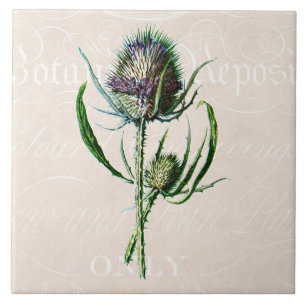 Antike 1902 Schottische Distel Alte Wilde Blume Fliese