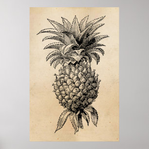 Antike Ananas-Illustration aus dem 19. Jahrhundert Poster