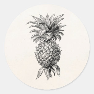 Antike Ananas-Illustration aus dem 19. Jahrhundert Runder Aufkleber