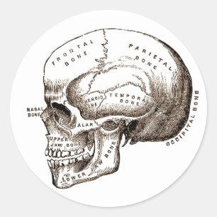Antike Anatomie Anatomischer Schädel Runder Aufkleber