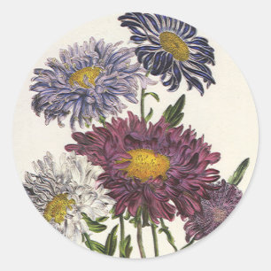 Antike Astern-Blüten in lila Runder Aufkleber