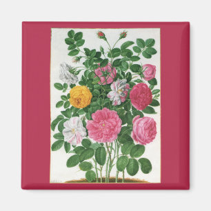 Antike blühende Blumen, Frühlingsgartenrosen Magnet