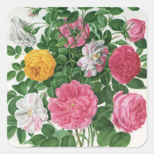 Antike blühende Blumen, Frühlingsgartenrosen Quadratischer Aufkleber